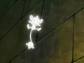 EP529 Aipom evolucionando.png