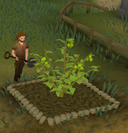 Jangerberry Bush