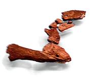 Tiktaalik limb2