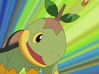EP500 Turtwig lanzando drenadoras