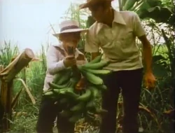 Platanos