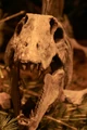 Dimetrodon frontal.jpg