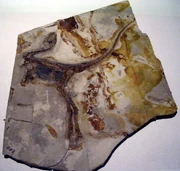 Sinosauropteryx prima