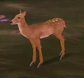 Little Fawn.jpg