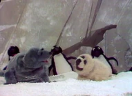 Jambalaya-seals1