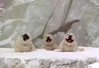 Jambalya-seals2