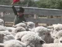 SheepHerding