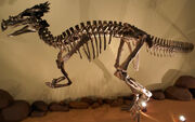 Dracorex2