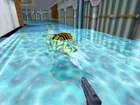 Bullchicken swim