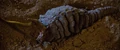 Ceti eel.jpg