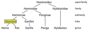 Hominini