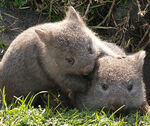 Wombats