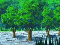 EP563 Árboles de bayas Aranja