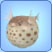 http://images1.wikia.nocookie.net/__cb20090622111414/sims/fr/images/1/10/Poisson_Lune.jpg