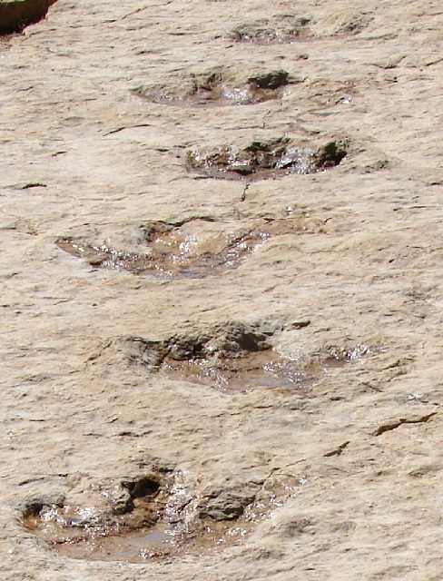 fossil rim dinosaur tracks