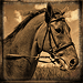 Standard 75x75 collect racehorse stsimon 01