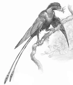 Confuciusornis render.jpg
