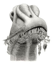 Diplodocinae jmallon