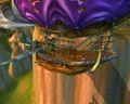 The Zephyr.jpg