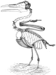 Ichthyornis skeleton