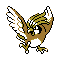 Pidgeotto plata variocolor