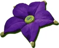 Normal violetcandypop2.jpg