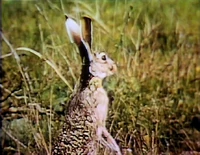 Film.Jackrabbit.jpg