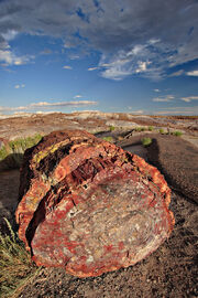 Petrified forest log 1 md