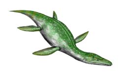 Rhomaleosaurus BW