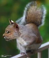 Cat-squirrel.jpg