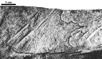 Skolithos declinatus