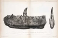 Buckland, Megalosaurus jaw.jpg