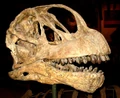 Camarasaurus lentus.jpg