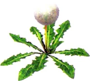 Seedingdandelion