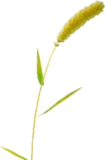 Foxtail