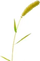 Foxtail.jpg