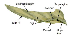 Pterosaur wing BW2