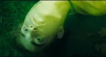 Cedric Dead 1