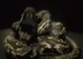 Nagini HBP 1.jpg