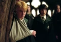 Draco pansy.PNG