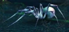 Greater Spindleweb