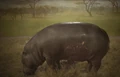 Hippo.jpg