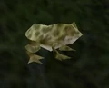 Forest Frog.jpg
