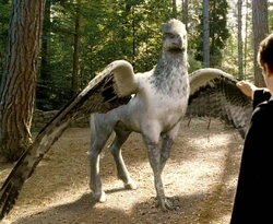 Hippogriffe