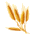Wheat