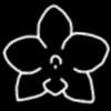 Phalaenopsis XXX thumb.jpg