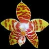 Phalaenopsis amboinensis thumb.jpg