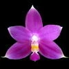 Phalaenopsis violacea thumb.jpg