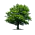 Lumber