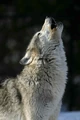 Gray wolf.jpg